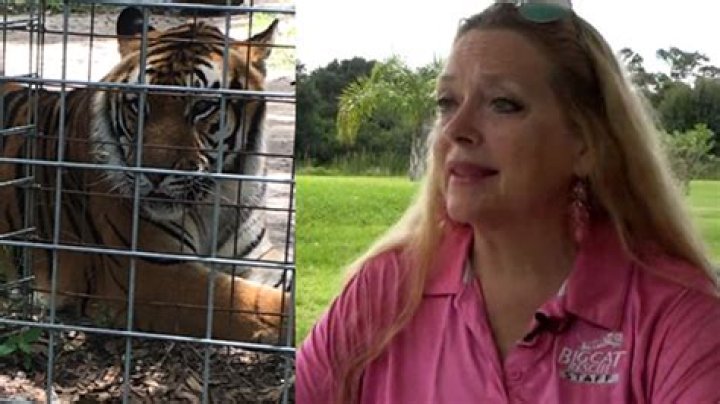 Carole Baskin’s Big Cat Rescue Sanctuary Site Of Vicious Tiger Attack On Volunteer Worker