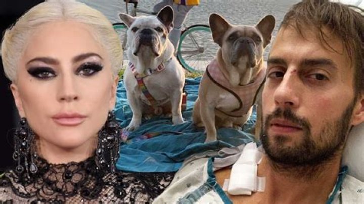 Lady Gaga’s Dog Walker Ryan Fischer Shot And Recovering As Dognapper Steals Her Dogs Koji And Gustav