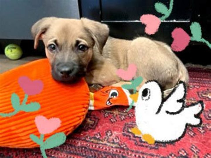 Safaree’s Fans Tell Him To Swallow His Pride And Get His Family Back